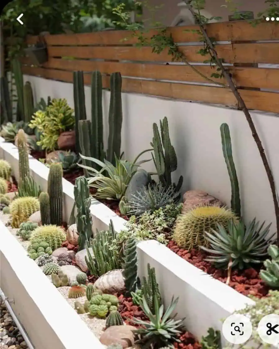 White, multi-level planters filled with various cacti and succulents, set against a wooden fence for a layered, desert-style look.
