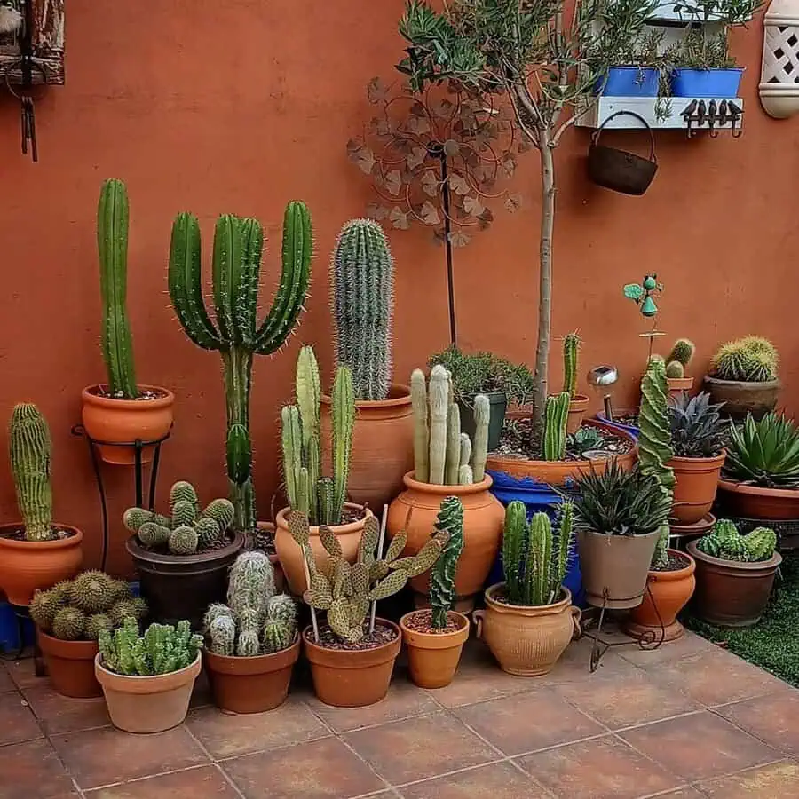 Collection of cacti in terracotta pots against an orange wall, creating a vibrant, layered patio display.
