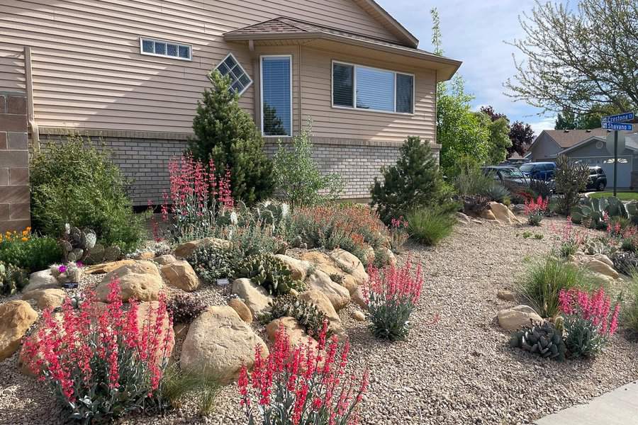 Front yard with gravel, rocks, succulents, cacti, and evergreens providing a colorful yet drought-friendly landscape.