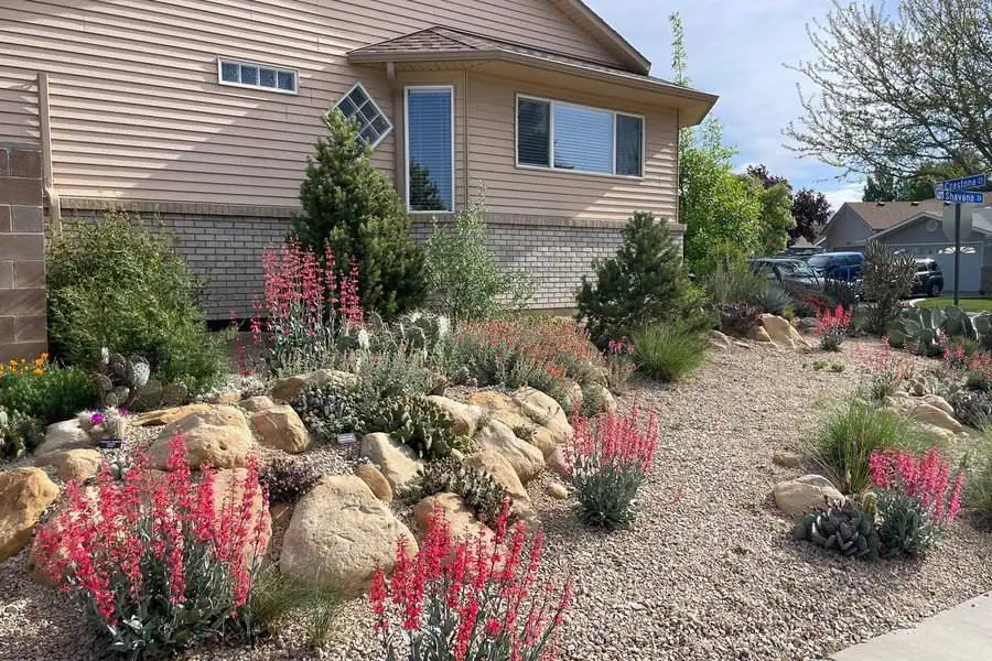 Front yard with gravel, rocks, succulents, cacti, and evergreens providing a colorful yet drought-friendly landscape.