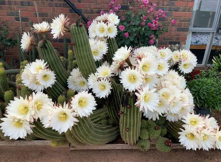 Cluster of columnar cacti bursting with large white blooms, set against a brick wall with pink roses for a striking garden display.