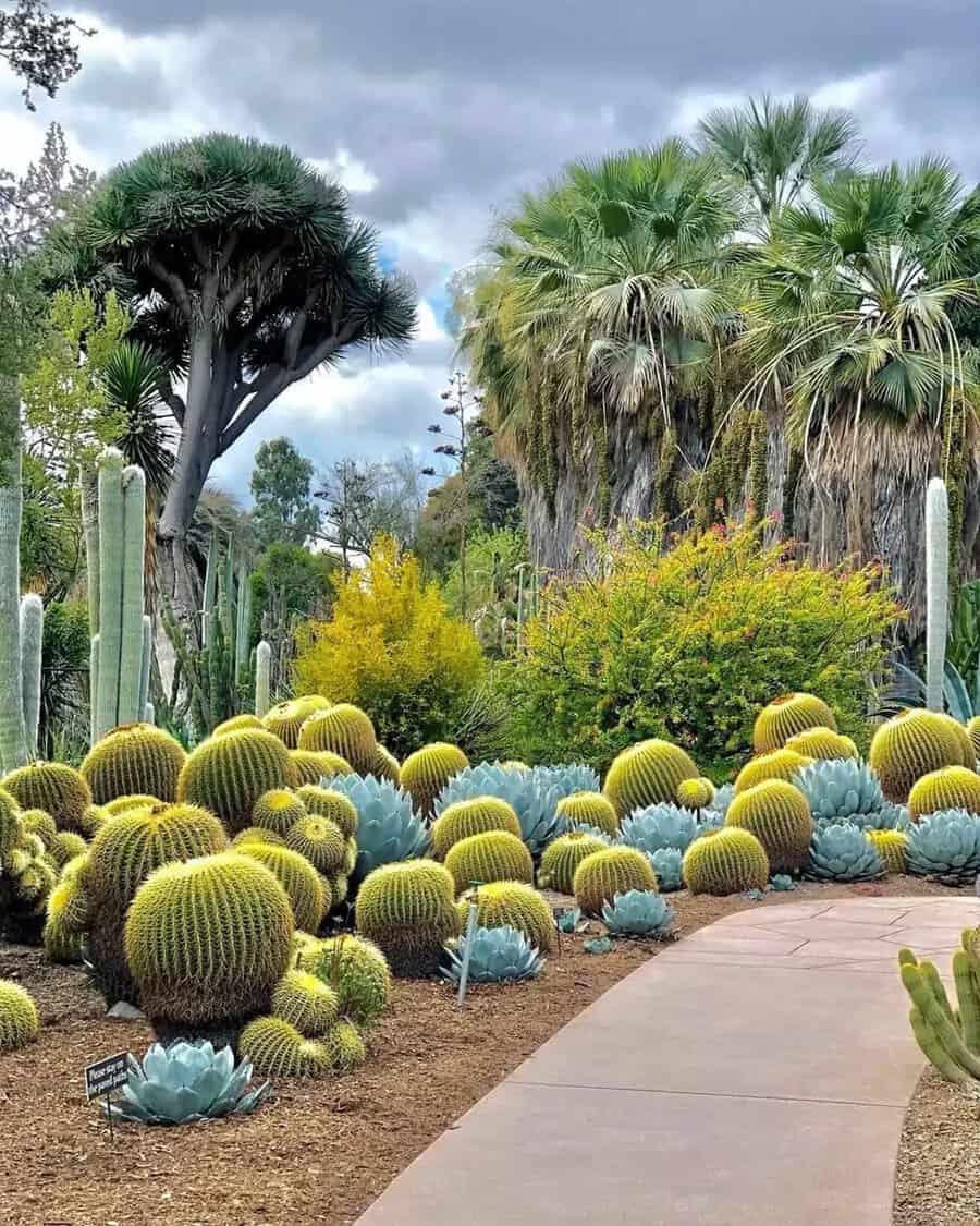 Pathway lined with golden barrel cacti, blue rosettes, and tall palms, creating a vibrant, layered desert garden scene.