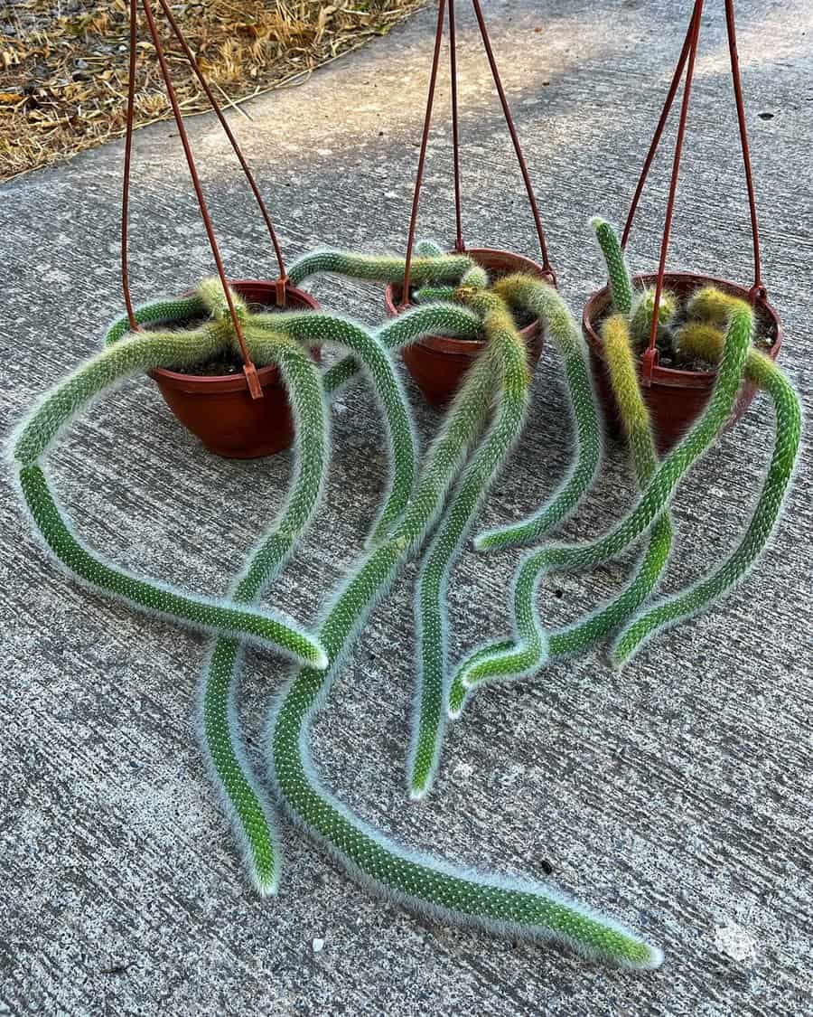 Fuzzy, trailing cacti in hanging pots, creating a playful display with long, vine-like stems.
