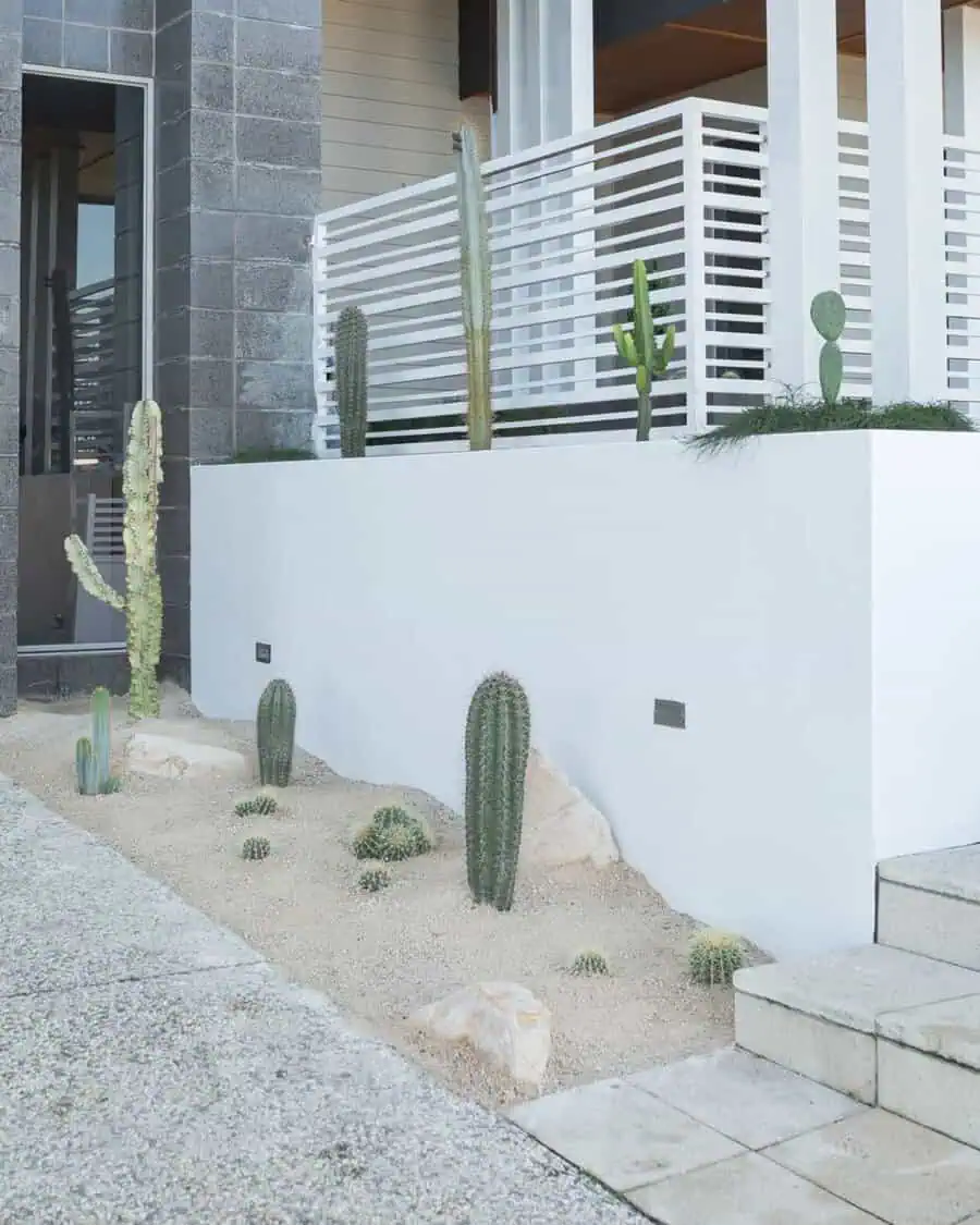 Modern white planter with tall columnar cacti and gravel, creating a sleek desert-themed entry near a contemporary home.