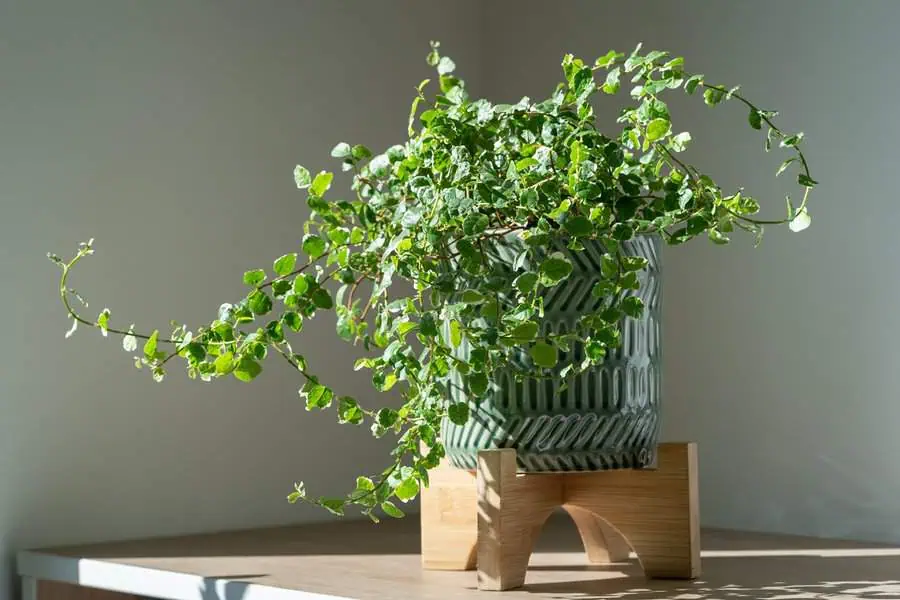 Creeping fig plant in a textured green pot on a wooden stand, with trailing vines.