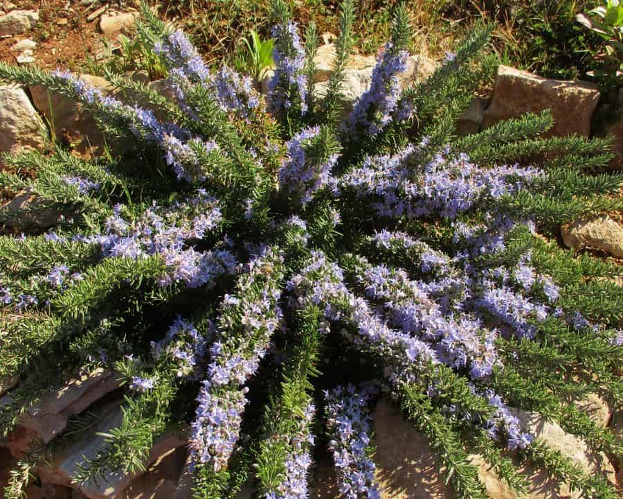 Creeping rosemary with trailing green foliage and delicate purple flowers in a rocky garden.