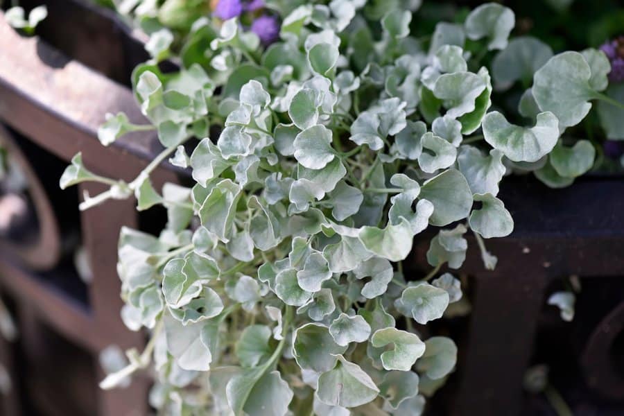 Dichondra Silver Falls with trailing silvery-green leaves cascading over a planter.