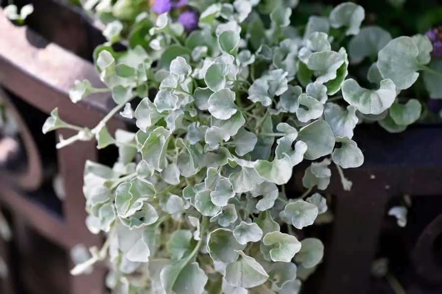Dichondra Silver Falls with trailing silvery-green leaves cascading over a planter.