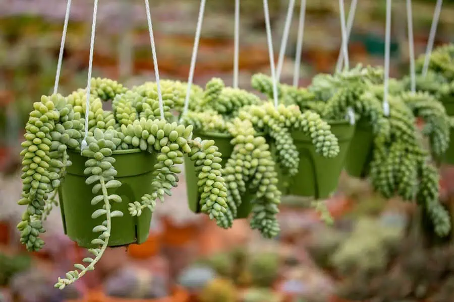 25 Gorgeous Trailing Plants for Your Home & Garden