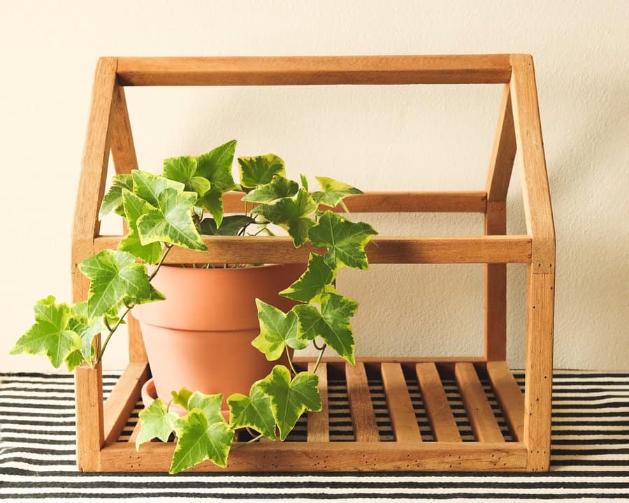 Potted English ivy in a terracotta pot inside a wooden house-shaped plant stand.