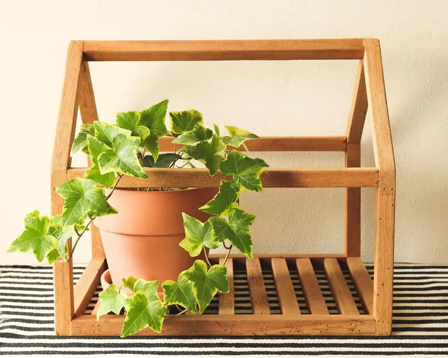 Potted English ivy in a terracotta pot inside a wooden house-shaped plant stand.