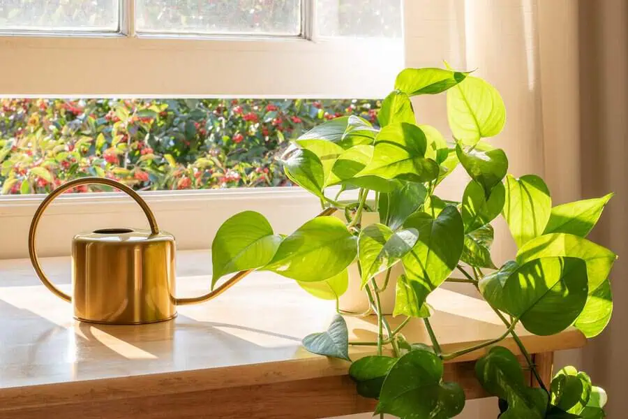 Golden pothos plant in sunlight on a wooden table beside a brass watering can.