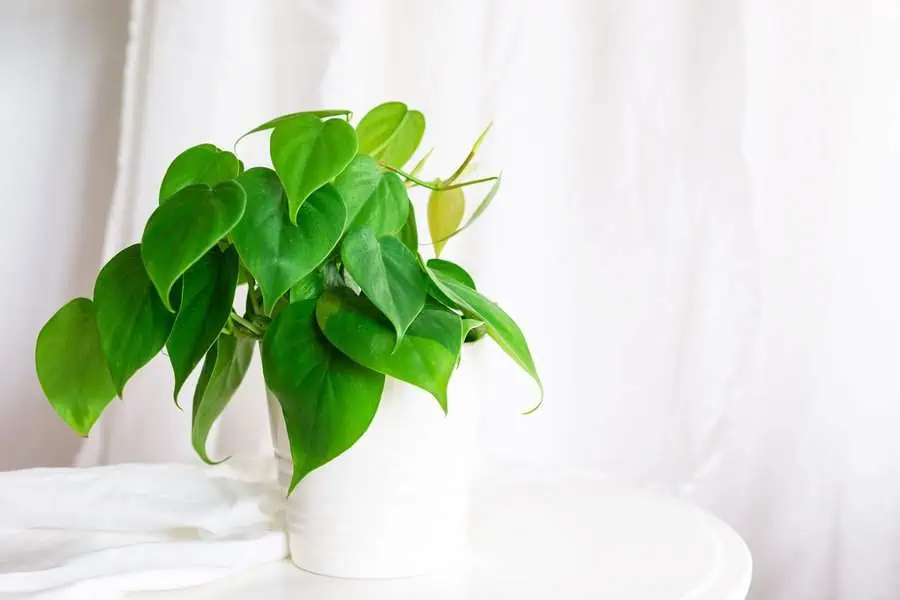 Heartleaf philodendron in a white pot on a table against a white curtain backdrop.