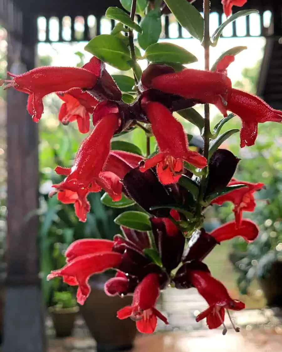 Close-up of a vibrant red lipstick plant (Aeschynanthus) with tubular flowers and green leaves.