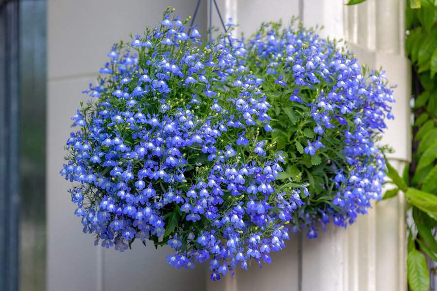 Lobelia plant with vibrant blue flowers cascading from a hanging basket.