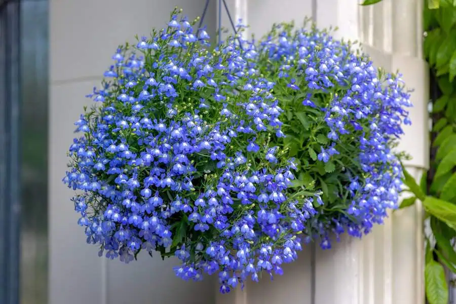 Lobelia plant with vibrant blue flowers cascading from a hanging basket.