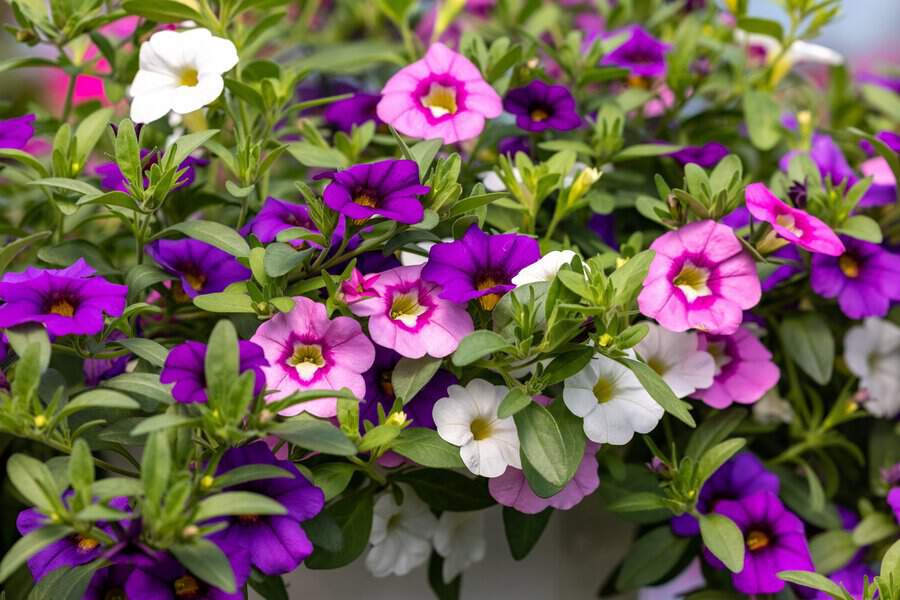 Million Bells (Calibrachoa) with vibrant purple, pink, and white trumpet-shaped flowers.