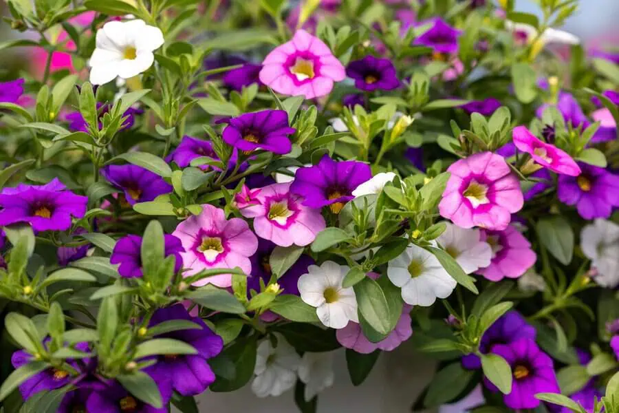 Million Bells (Calibrachoa) with vibrant purple, pink, and white trumpet-shaped flowers.