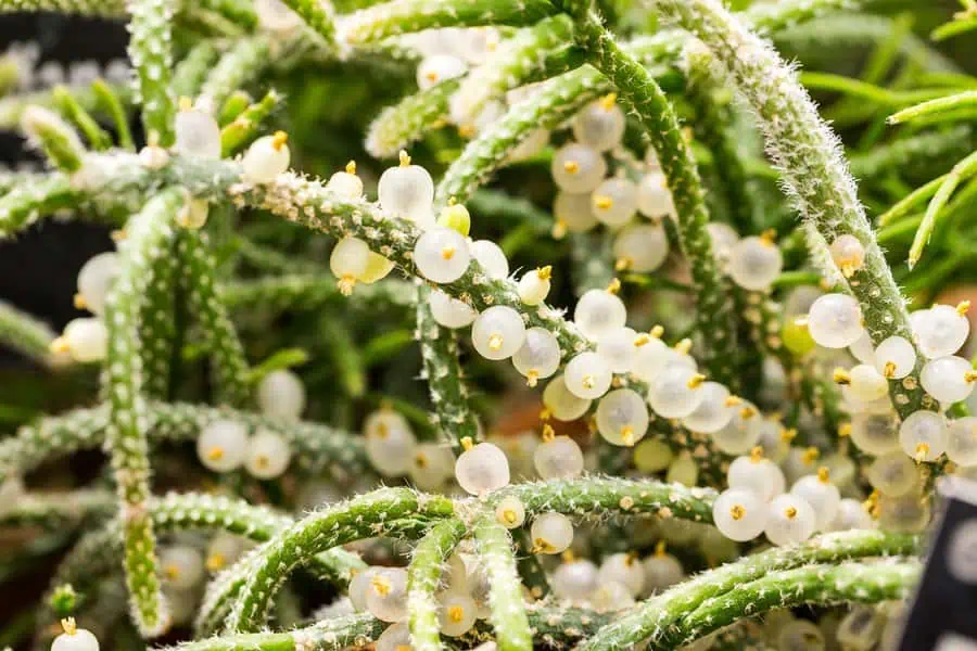 Mistletoe cactus (Rhipsalis) with trailing green stems covered in translucent white berries.
