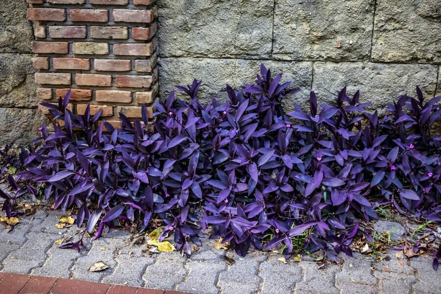 Purple Heart (Tradescantia pallida) with deep purple foliage growing along a stone wall.