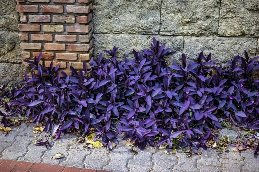 Purple Heart (Tradescantia pallida) with deep purple foliage growing along a stone wall.