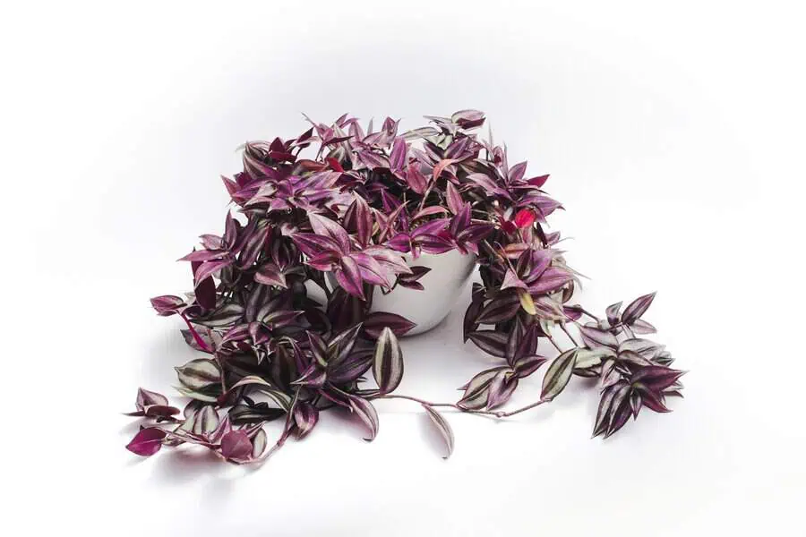 Silver inch plant (Tradescantia zebrina) in a white pot with cascading purple and silver leaves.