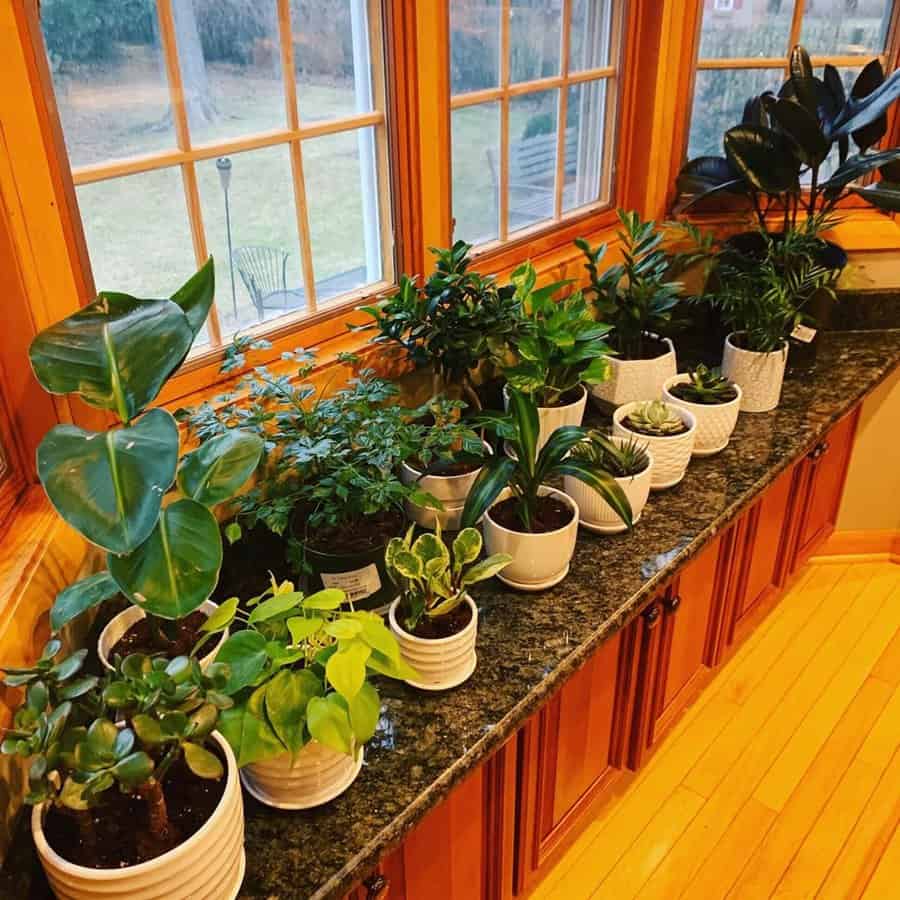 A collection of potted houseplants in white pots lined up on a sunny windowsill for a vibrant indoor garden.