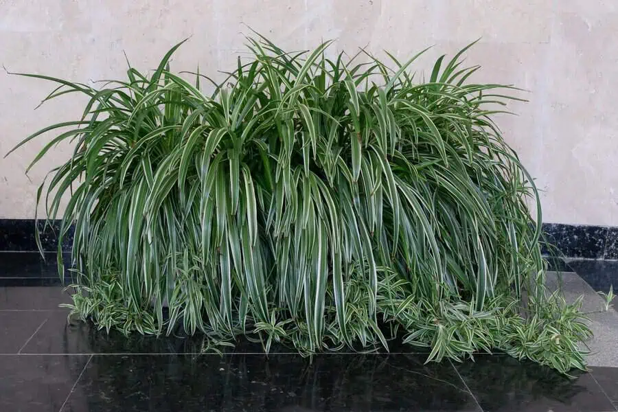 Large spider plant (Chlorophytum comosum) with cascading variegated green and white leaves.