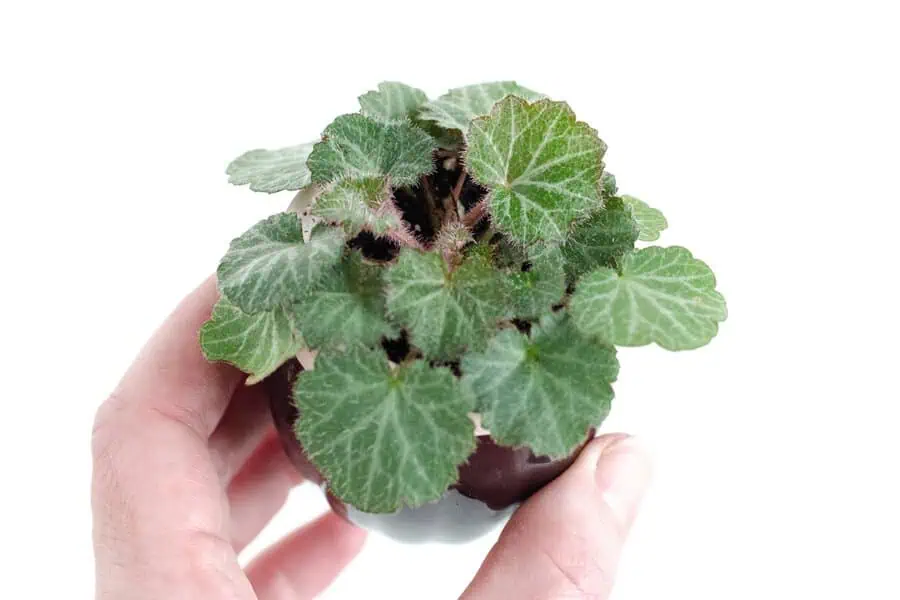 Strawberry begonia (Saxifraga stolonifera) with fuzzy green leaves in a small pot.