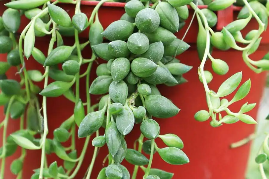 String of bananas (Senecio radicans) succulent with trailing green, banana-shaped leaves.