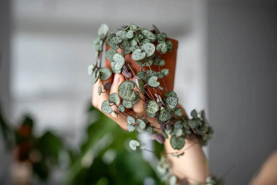 String of hearts plant in a terracotta pot with delicate trailing heart-shaped leaves.