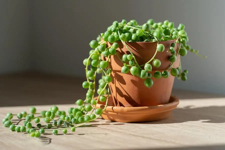String of pearls plant in a terracotta pot with cascading green bead-like leaves.