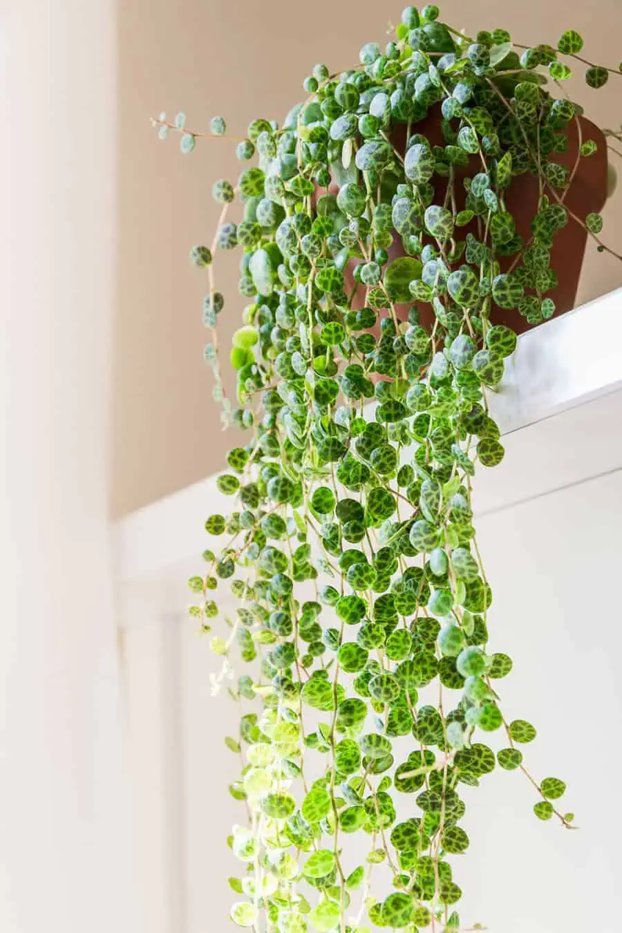 String of Turtles (Peperomia prostrata) with trailing round patterned leaves in a terracotta pot.