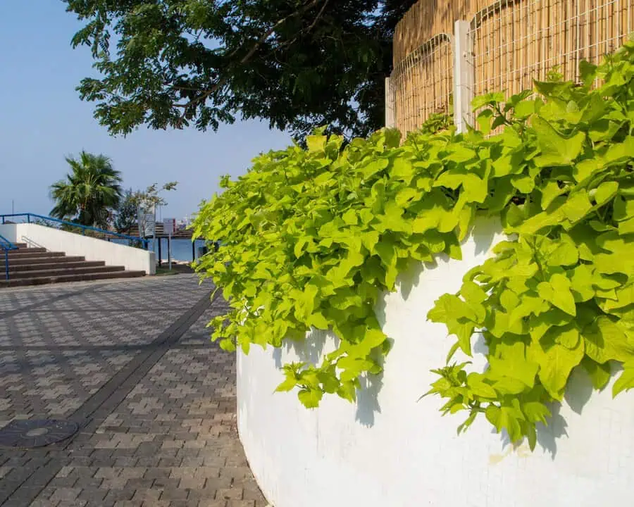 Sweet potato vine with bright green foliage cascading over a white wall in an urban setting.