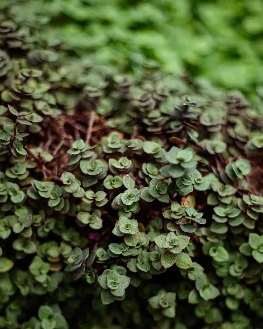 Turtle vine (Callisia repens) with dense trailing green and purple-tinged leaves.