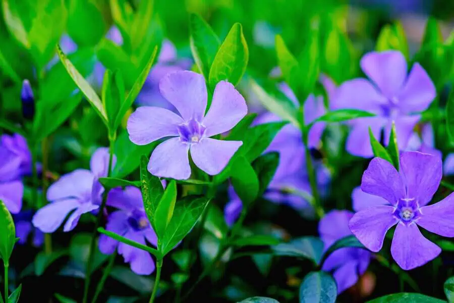 Vinca minor ground cover with vibrant purple flowers and glossy green leaves.