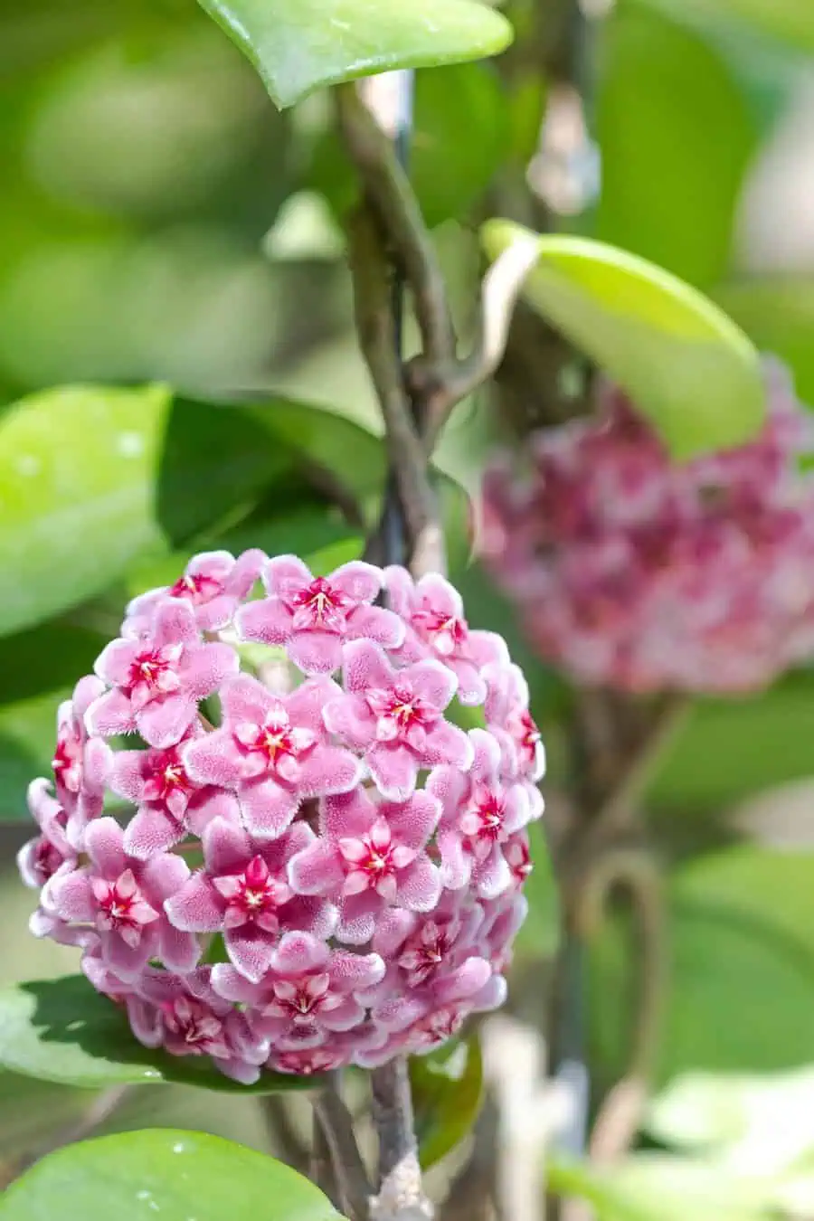 Wax plant (Hoya) with a cluster of pink star-shaped flowers and glossy green leaves.